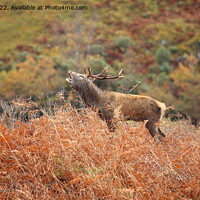 Buy canvas prints of Wild Red Deer Stag during the Rutting Season. by John Cameron