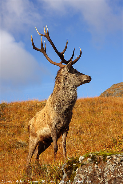 Wild Red Deer Stag Picture Board by John Cameron