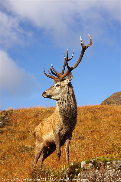 Majestic Red Deer Stag in the Scottish Highlands Picture Board by John Cameron