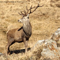Buy canvas prints of Wild Stag in the Scottish Highlands. by John Cameron