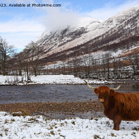 Buy canvas prints of Highland Cow in Glen Nevis. by John Cameron