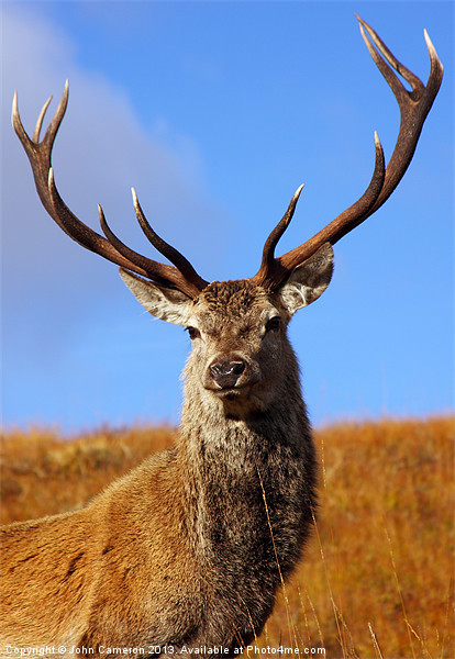 Wild Red Deer Stag. Picture Board by John Cameron