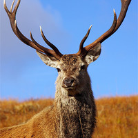 Buy canvas prints of Wild Red Deer Stag. by John Cameron