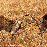 Buy canvas prints of Wild Red Deer Stags Sparring. by John Cameron