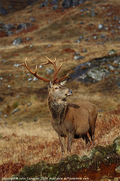 Wild Red Deer Stag. Picture Board by John Cameron