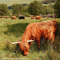 Buy canvas prints of Majestic Highland Cattle grazing in Scottish Glen by John Cameron