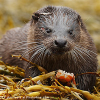 Buy canvas prints of Wild Otter by John Cameron