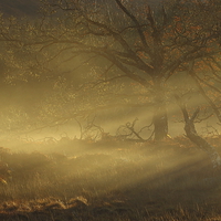 Buy canvas prints of Autumn mist. by John Cameron