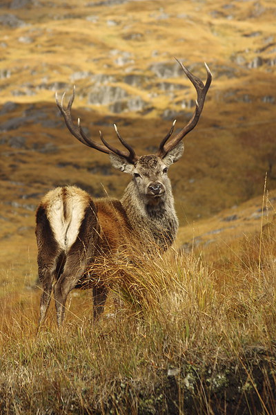 Red Deer Stag. Picture Board by John Cameron