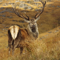 Buy canvas prints of Red Deer Stag. by John Cameron