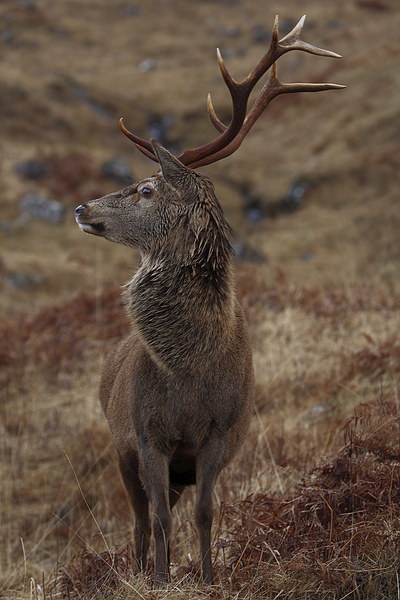 Red Deer Stag Picture Board by John Cameron