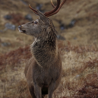 Buy canvas prints of Red Deer Stag by John Cameron