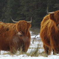 Buy canvas prints of Highland Cows in winter snow. by John Cameron