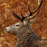 Buy canvas prints of Highland Stag. by John Cameron