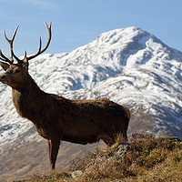 Buy canvas prints of Wild Red Deer Stag. by John Cameron