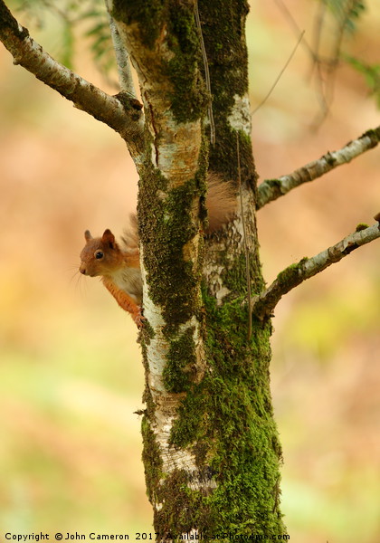 Red Squirrel on Birch Tree. Picture Board by John Cameron