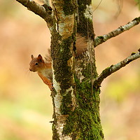 Buy canvas prints of Red Squirrel on Birch Tree. by John Cameron