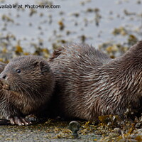 Buy canvas prints of Otter with young. by John Cameron