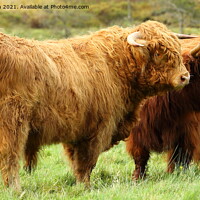 Buy canvas prints of Highland Bull with Cow in Glen Nevis. by John Cameron