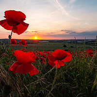Buy canvas prints of Poppy Field Summer Sunset by J Biggadike
