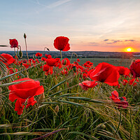 Buy canvas prints of Poppy Field Sunset by J Biggadike