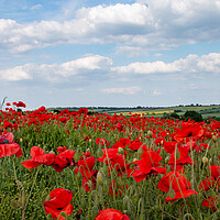 Buy canvas prints of Yorkshire Poppy Field wildflowers by J Biggadike