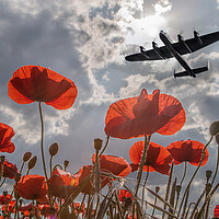 Buy canvas prints of Lancaster Bomber Poppy Pass by J Biggadike