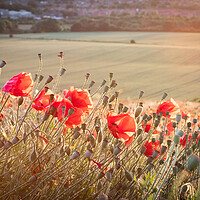 Buy canvas prints of Poppies In The Sun by J Biggadike