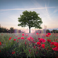 Buy canvas prints of Sycamore Tree Amongst Poppies by J Biggadike