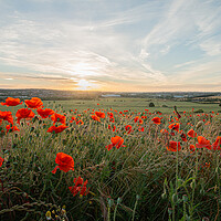 Buy canvas prints of Poppies Late In The Day by J Biggadike