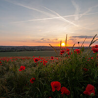 Buy canvas prints of Sunset Over Poppies by J Biggadike