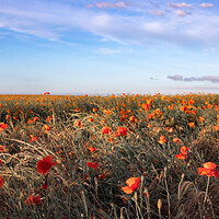Buy canvas prints of Poppy Field Scenery by J Biggadike