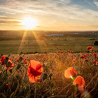 Buy canvas prints of Poppies at Sunset by J Biggadike