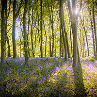 Buy canvas prints of Bluebell Wood Shadow and Light by J Biggadike
