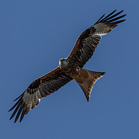 Red Kite