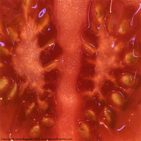 Buy canvas prints of Tomato Flesh by J Biggadike