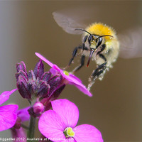 Buy canvas prints of A Quick Drink - Bee In Flight by J Biggadike