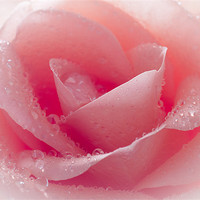 Buy canvas prints of Watered Pink Rose by J Biggadike