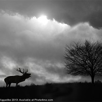 Buy canvas prints of Stag Silhouette by J Biggadike