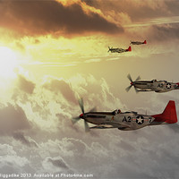 Buy canvas prints of Red Tails by J Biggadike