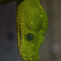 Buy canvas prints of Green Tree Python by J Biggadike