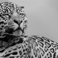 Buy canvas prints of Jaguar Spirit by J Biggadike
