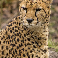 Buy canvas prints of Cheetah by J Biggadike