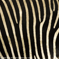 Buy canvas prints of Zebra Stripes by J Biggadike