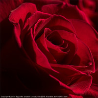 Buy canvas prints of Red Rose by J Biggadike
