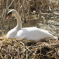 Buy canvas prints of Nesting Swan by J Biggadike