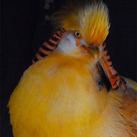 Buy canvas prints of Golden Pheasant by J Biggadike