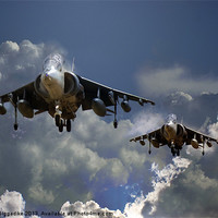 Buy canvas prints of Harrier Approach by J Biggadike