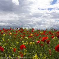 Buy canvas prints of Summer Poppy Field by J Biggadike