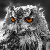 Buy canvas prints of Eagle Owl Orange Eyes by J Biggadike
